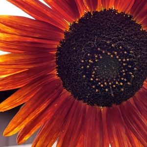 Meet your Posher, Danni